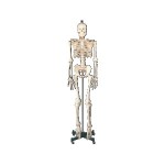 Standard Skeleton with Stand