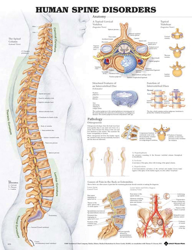 Anatomical Charts | Integrated Medical
