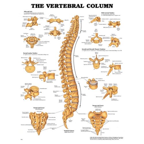 Vertebral Colum