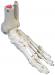 Flexible Foot Skeleton