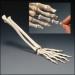 Flexible Hand Skeleton
